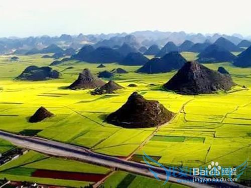 罗平油菜花旅游节观花必备攻略