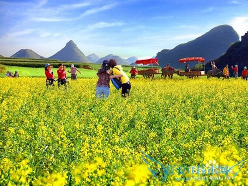 罗平油菜花旅游节观花必备攻略