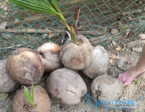 去新加坡旅游该注意些什么