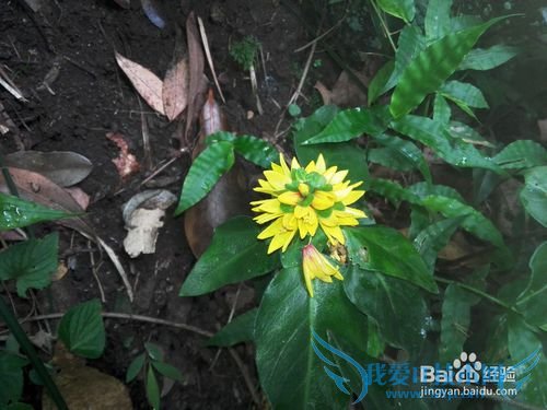 明月山旅游&云谷飞瀑