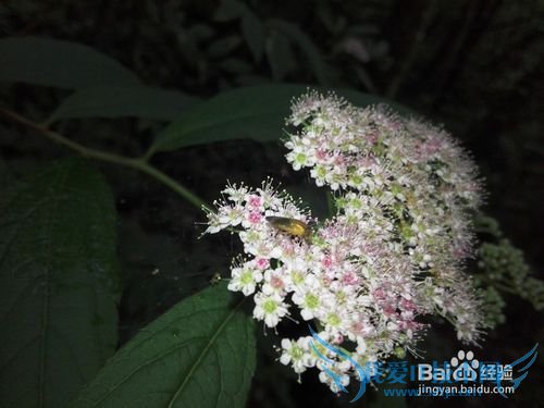 明月山旅游&云谷飞瀑