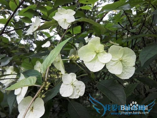 明月山旅游&云谷飞瀑