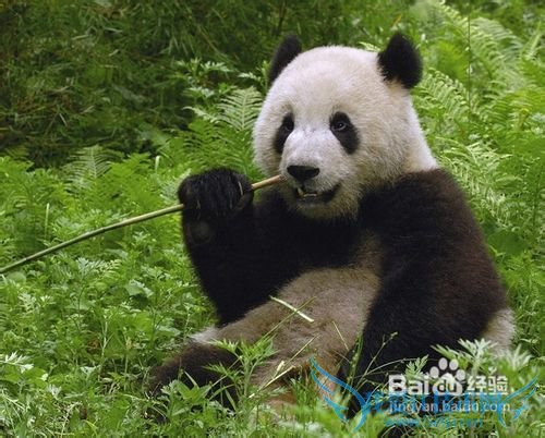 四川旅游注意什么