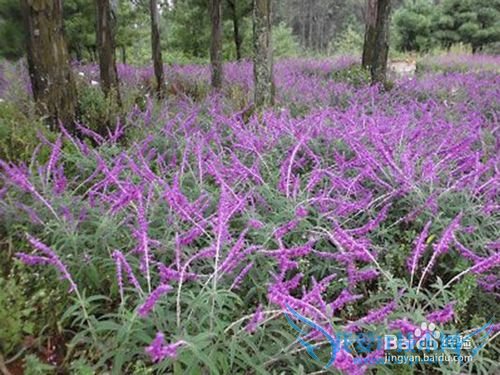 云南旅游攻略——昆明篇