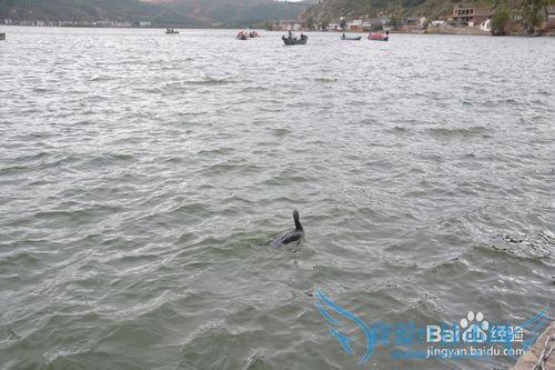 深圳到云南的旅游攻略