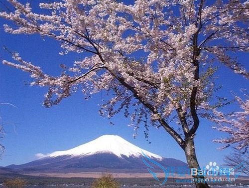 黄金周出境游 日本游火爆