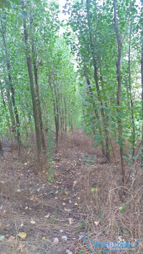 西安市区内哪些地方值得去