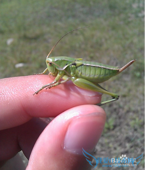 È¥²ÝÔÂÃÓÎÐèҪעÒâʲô£¿