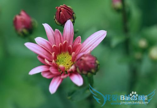 春季旅游活动方案