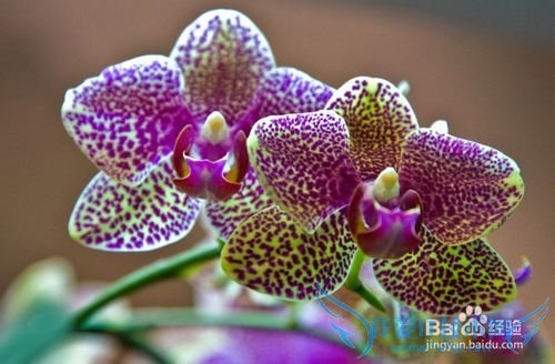 春季旅游活动方案