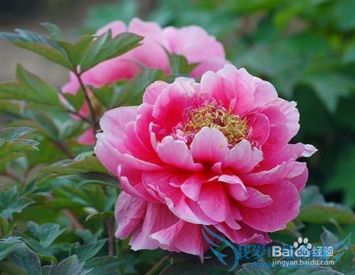 春季旅游活动方案