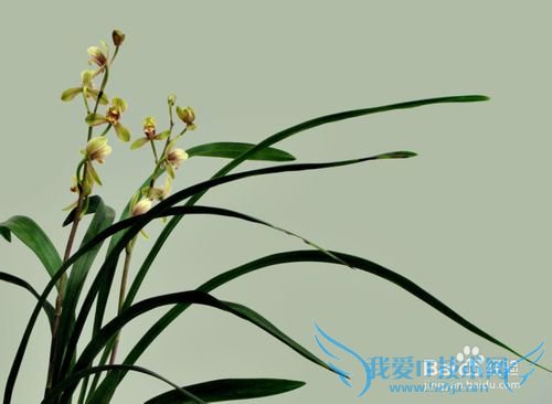 春季旅游活动方案