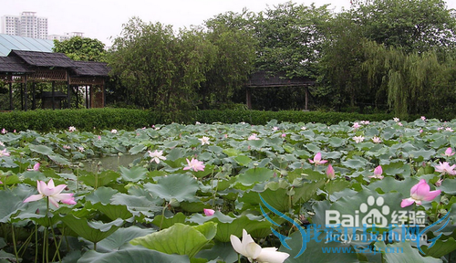 佛山十一旅游攻略