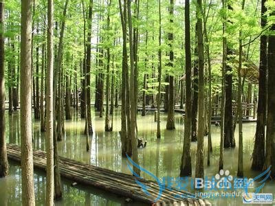 来南京必去的地方,旅游指南