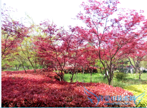 南京一日游旅游路线攻略推荐