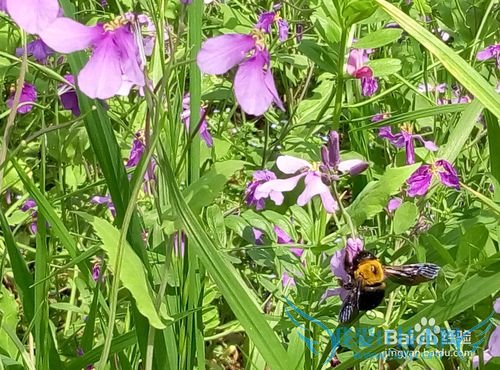 南京一日游旅游路线攻略推荐