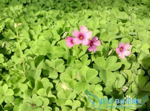 南京一日游旅游路线攻略推荐