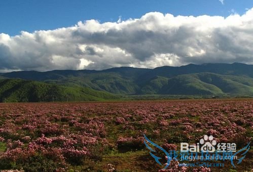 夏季云南旅游小结: