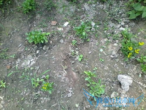 ÑøÐIJ˵ÄÖÖÖ²