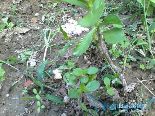 ÑøÐIJ˵ÄÖÖÖ²