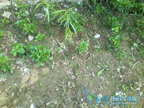 ÑøÐIJ˵ÄÖÖÖ²