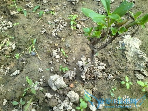 ÑøÐIJ˵ÄÖÖÖ²