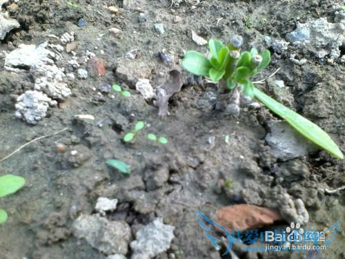 ÑøÐIJ˵ÄÖÖÖ²