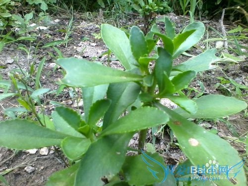 ÑøÐIJ˵ÄÖÖÖ²