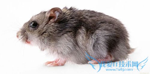 怎样才能消灭掉家里的老鼠