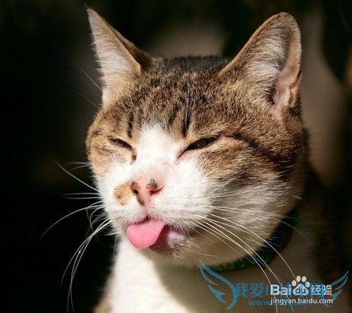 怎样才能消灭掉家里的老鼠