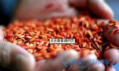 怎样才能消灭掉家里的老鼠