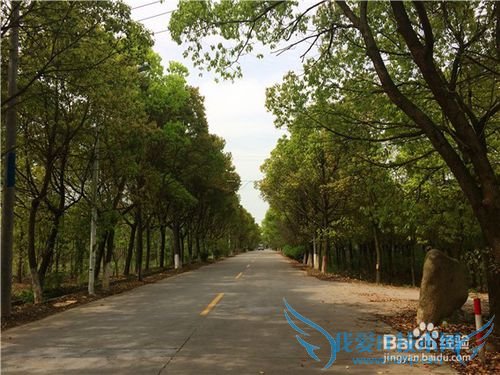 海宁盐官古镇及一线潮观看旅游攻略