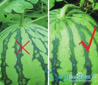 炎炎夏日,如何判断西瓜成熟的方法和窍门