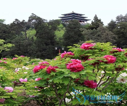 北京春季赏花好去处
