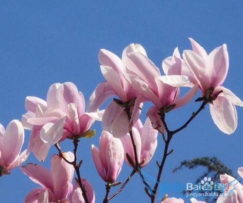 北京春季赏花好去处