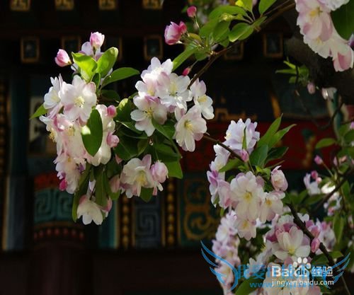 北京春季赏花好去处