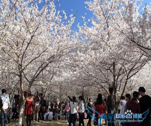 北京春季赏花好去处
