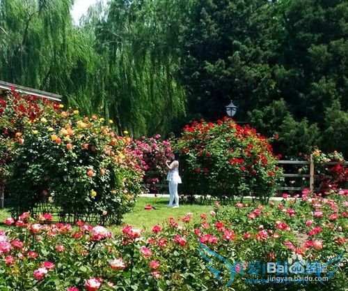 北京春季赏花好去处