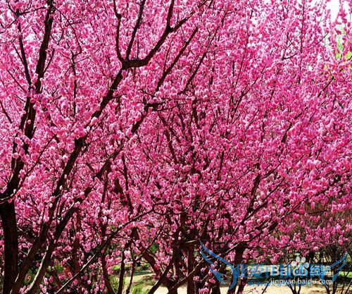 北京春季赏花好去处