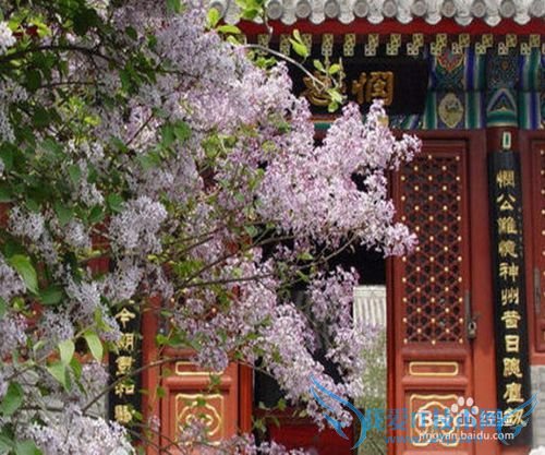 北京春季赏花好去处