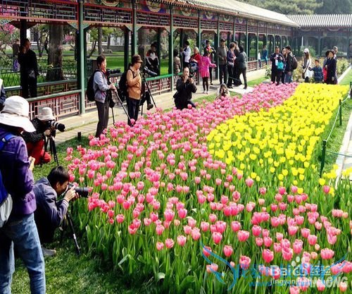 北京春季赏花好去处