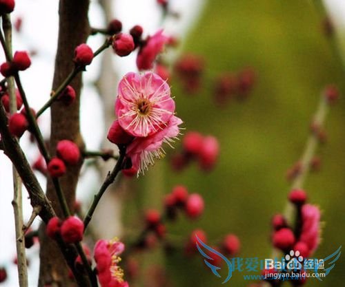 北京春季赏花好去处