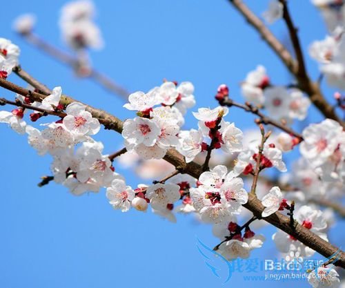 北京春季赏花好去处