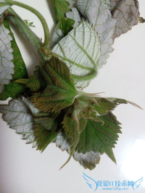 介绍几种可以做清明馃的草及它们的处理过程