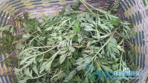 介绍几种可以做清明馃的草及它们的处理过程