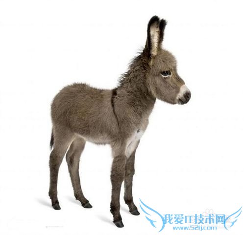 如何使用ps制作移动的放大镜动画效果图