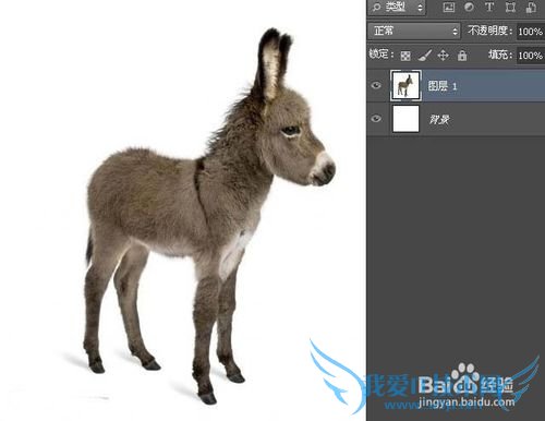 如何使用ps制作移动的放大镜动画效果图