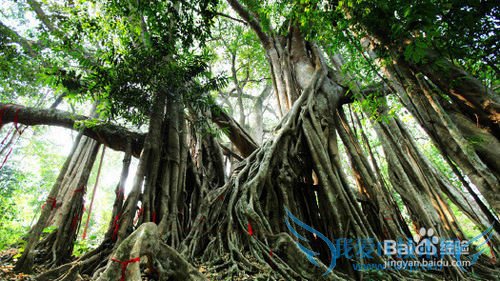 西双版纳旅游必去景点