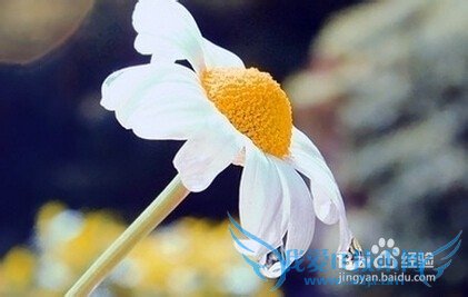 ѧԣ[6]οٵüְС飩