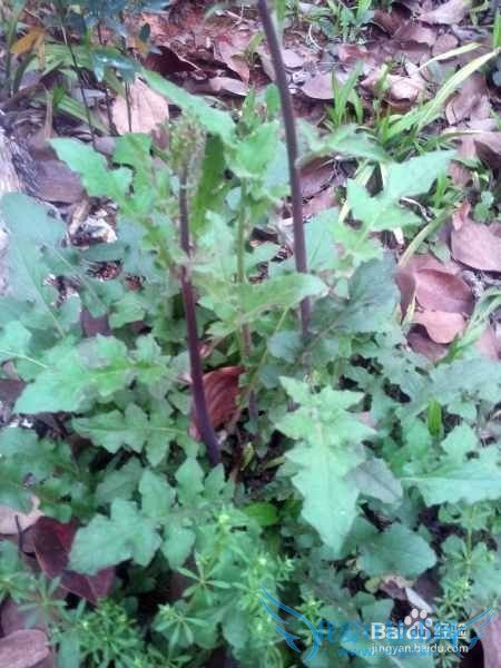 º¢×Ó¾õµÃѧϰÐÁ¿à·¢ÀÎɧÔõô°ì£¿